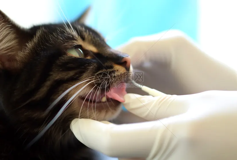 新手养猫指南：猫咪用品与养护网站推荐示例图