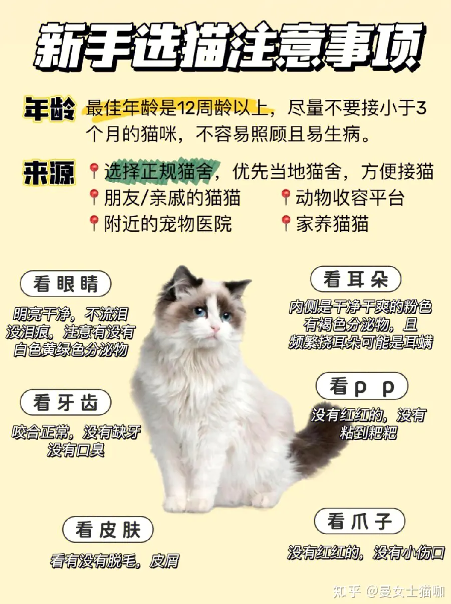 新手养猫指南：猫咪用品与养护网站推荐配图